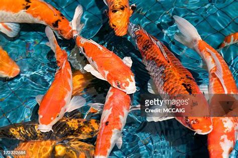 錦鯉魚圖案|6,491 錦鯉魚 Stock Photos, High